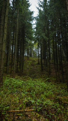 Naklejka premium Forest during spring in Denmark