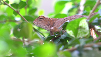 Chameleon perched on tree branches