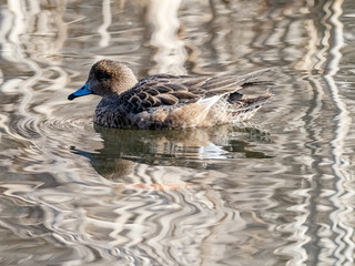 Female Eurasian Wigeon on Izumi pond 1