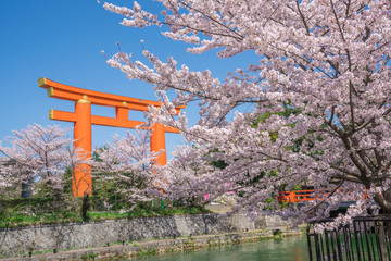 京都　平安神宮の大鳥居と桜