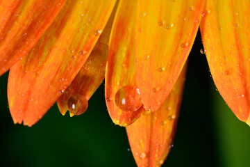 Gentle reflection on the water droplets macro photo