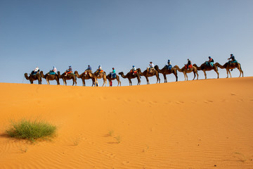 Fototapeta na wymiar Tourists riding camels across Sahara dunes near Merzouga