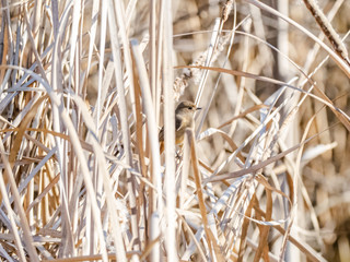 Fototapeta premium Female Daurian Redstart in wetland reeds 11