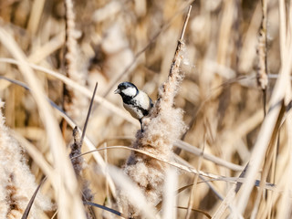 Japanese tit perched on a reed 4