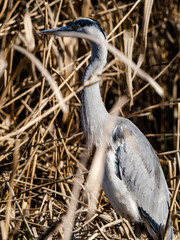 Japanese gray heron wading in reeds 2