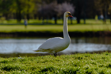 white mute swan on the lake shore