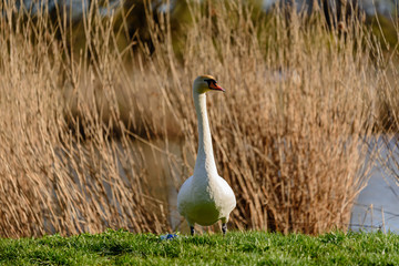 white mute swan on the lake shore