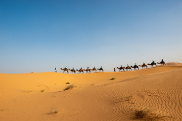 Fototapeta na wymiar Tourists riding camels across Sahara dunes near Merzouga