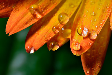 Gentle reflection on the water droplets macro photo