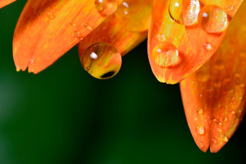 Gentle reflection on the water droplets macro photo