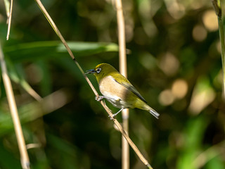 Japanese white-eye perched on a twig 2