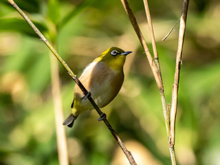 Japanese white-eye perched on a twig 4