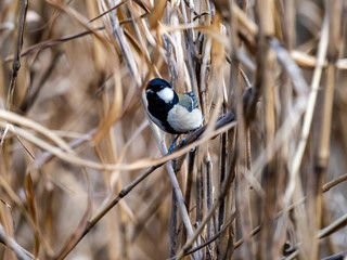 Japanese tit perched on a reed 7