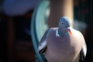 pigeon on the branch