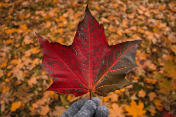 red maple leaf