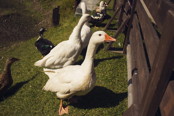  Geese walk on the green grass near the fence