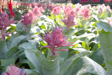 Aechmea fasciata, as an exotic flower background