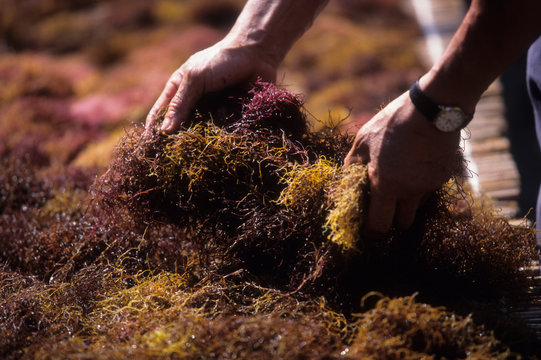 海草のえごのり,天日干し,日本の伝統食品,えごねり