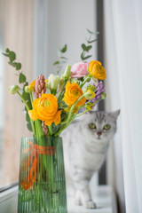Grey cat is sniffing beautiful bouquet with orange and pink ranunculus flowers, eucalyptus and hyacinth in a green vase