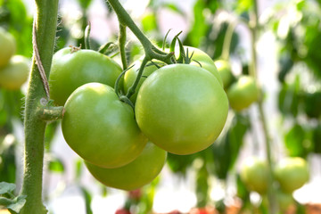 fresh tomatoes plants in the garden