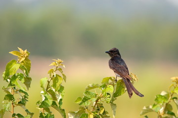 bird on a branch