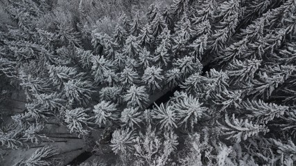 Wald von Oben Winter