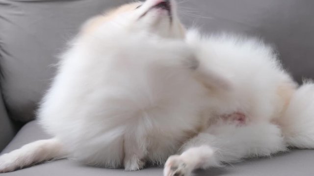 Portrait Of white pomeranian Sitting On Sofa  Scratching her itchy skin
