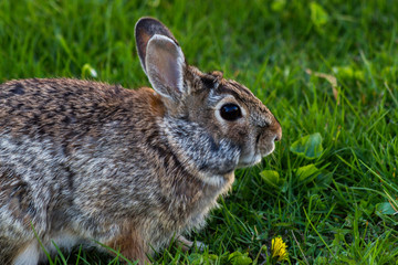 Portrait of a Rabbit in the Grass