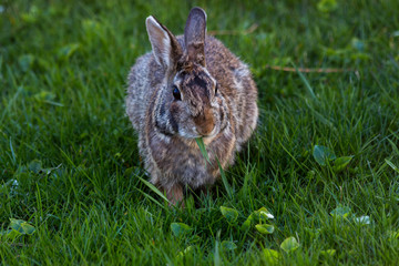 Rabbit Eating Grass