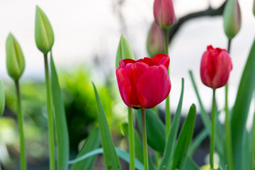 Blooming tulip in the garden