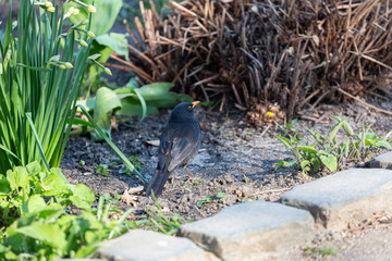 Walking black bird in park