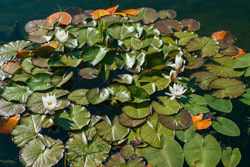 White water lily surrounded by beautiful broad leaves illuminated by the bright spring sun. Wide shot