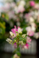 closeup shot of bougainvillaea flower with blur background