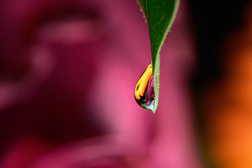 The reflection on the droplets macro photo