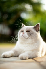 fluffy white cat staring and thinking