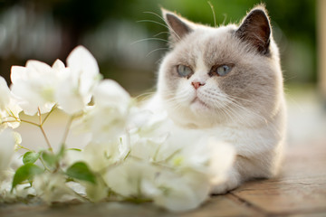 fluffy white cat with white flower