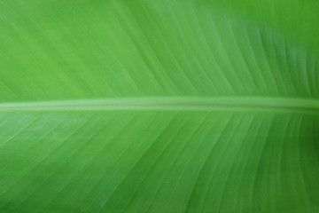 green leaf texture
