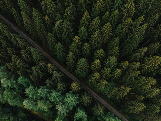 Naklejka premium Luftaufnahme eines Waldstückes durch das ein Wirtschaftsweg führt im Sommer