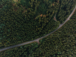 Luftaufnahme einer Landstraße die durch einen Wald voller Tannenbäume führt im Sommer