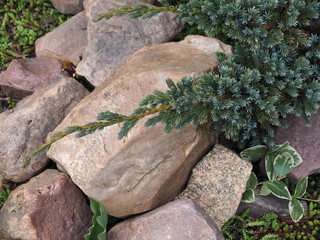 Juniperus squamata blue and variegated leaves of vinca minor in a rocky garden closeup. Beautiful...