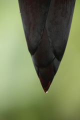 Fototapeta na wymiar close up of banana leaf