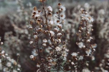 White and brown spiky plants in nature