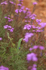 purple flowers in the meadow