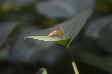 Spider on a Green Leaf