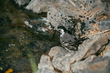 White Wagtail, Motacilla alba bird bathes in a pond and basks on stones under the rays of the summer sun