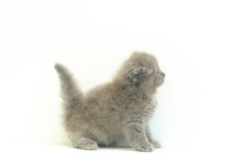 The British Short Hair kitten with white background, full body cat. Cute.