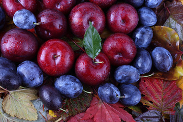 Plums on autumn leaves