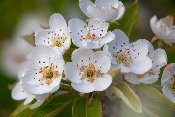 Pear Flowers on a Branch 2