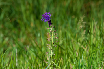 Purple Muscari Flower Alone
