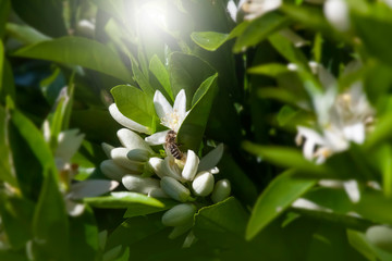 Obraz premium Bee on Orange Flowers